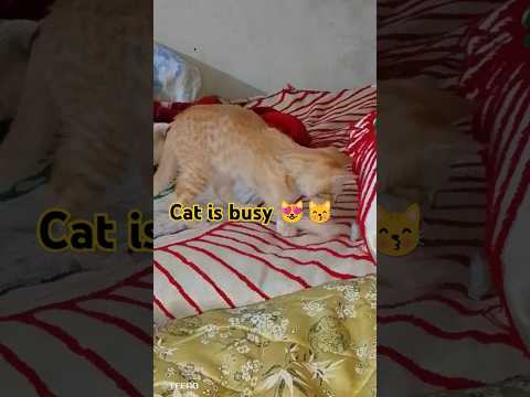 Cat is busy😻😽#shortfeed#catvideos#trendingshorts#viralvideo