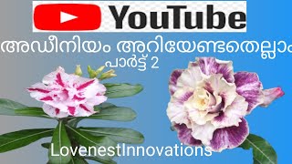 അഡീനിയം... വെള്ളം വളം സൂര്യപ്രകാശം
