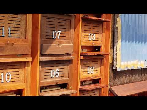 Das Leuchten der gelben Ligustica