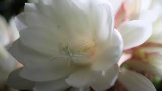 Night Blooming Cereus