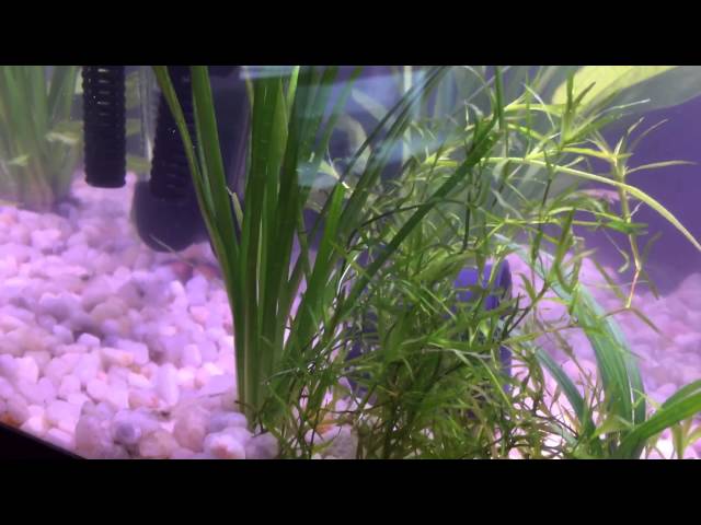 More new plants in betta fish tank