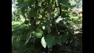 Kiiiiiiiiiiiiiittens