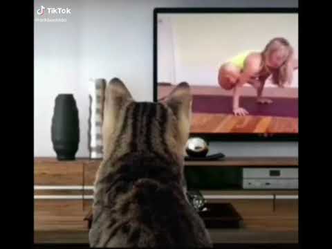 cat exercise funny