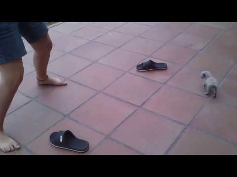 Cotton the cat is running 2