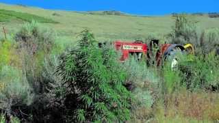 preview picture of video 'Columbia River Cannabis A Special Cannabis From A Special Place'