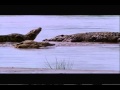 Gustave (The Giant Nile Crocodile) VS The Hippopotamus [Discussion Video]