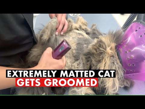 EXTREMELY MATTED CAT GETS GROOMED