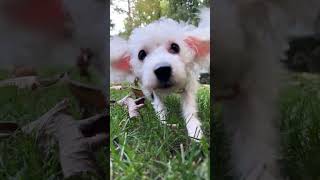 Video preview image #1 Mutt Puppy For Sale in Arlington, VA, USA