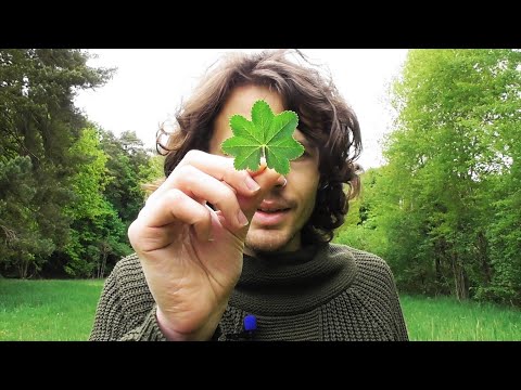 Edible flowers and wild herbs collecting mid-May - thick leaves, rough leaves