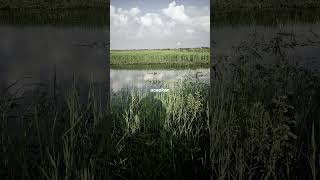 Download lagu story wa lirik lagu gerimis mengundang fira cantika simpatik musik #firacantika #simpatikmusic mp3 Download lagu story wa lirik lagu gerimis mengundang fira cantika simpatik musik #firacantika #simpatikmusic mp3