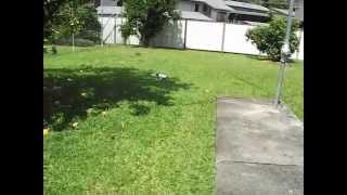 Luna still at play in Back Yard at home