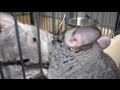 Chinchilla LOVE SQUEAKS!