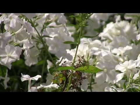 Gottes Schöpfung: Eine Schatztruhe voller kleiner und großer Wunder