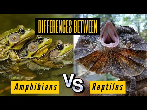 YouTube video about: Are snails reptiles or amphibians?