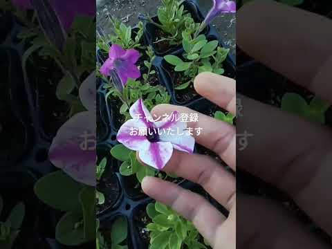  6か月の開花を得るには、いつペチュニアを播種すればよいでしょうか？  庭園