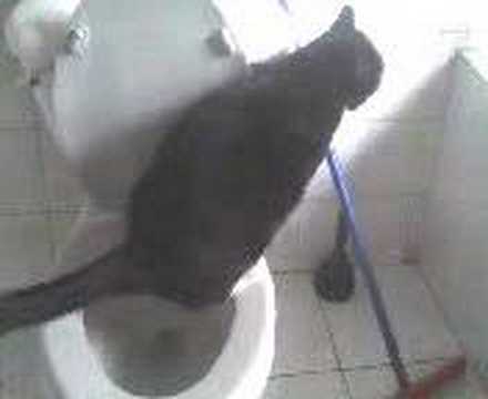 CAT WC