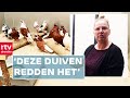 Dode en verwaarloosde duiven gedumpt. Wildopvang probeert dieren te redden | RTV Drenthe
