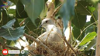 Eurasian collared dove is sitting in her nest talking || Animals and Birds