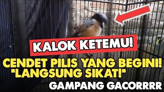 Download lagu HOW TO CHOOSE A CENDET PILIS THAT IS EASY TO SING AND MENTAL AT A YOUNG AGE‼️ mp3