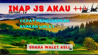 Download lagu suara inap walet mp3 II anak walet betah di rbw 💯 Original mp3
