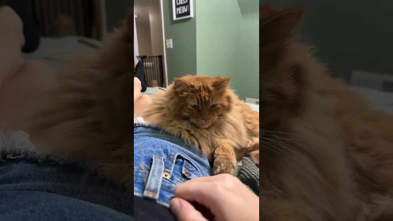 Thomas - Friendly, a ADOPTABLE mixed breed in Holland, MI video 4/4