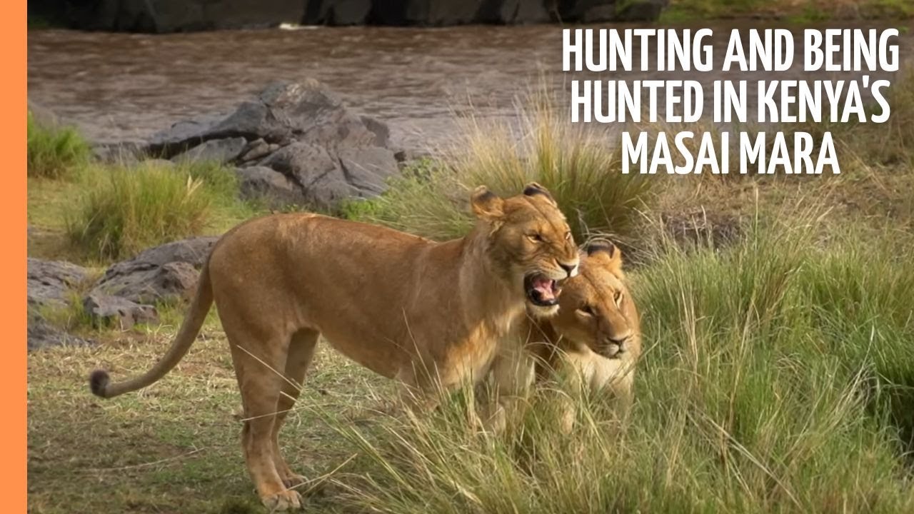 Hunting and being hunted in Kenya's Masai Mara | Full Documentary