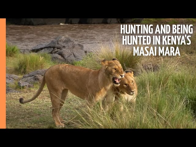 Hunting and being hunted in Kenya's Masai Mara | Full Documentary SDDEFAULT Thumbnail