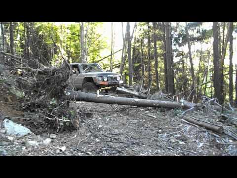 goganu spre valea badenilor copac cazut