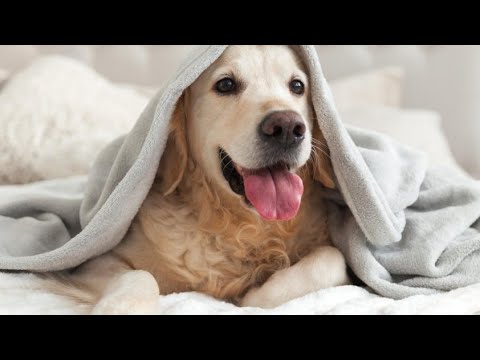 How to take care of your dog in winters?