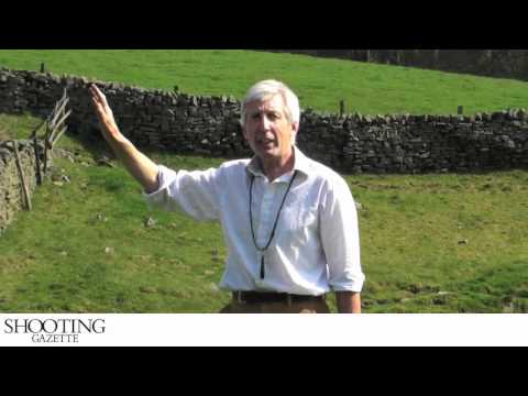Gundog training - Steadiness.mov