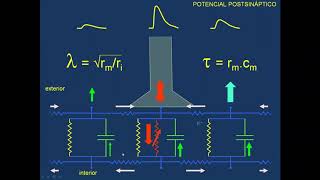 Electrofisiologia Neurona - Parte 3 (28/7)