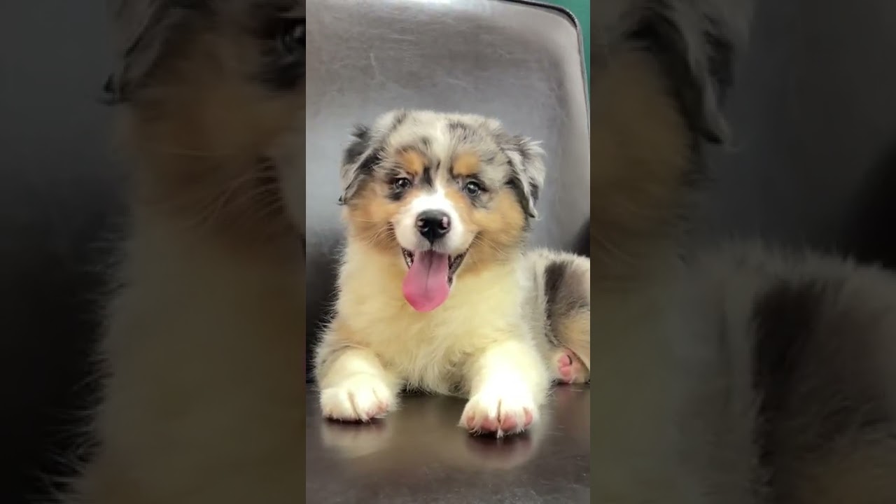 Did You Know this about Mini Aussie Puppies