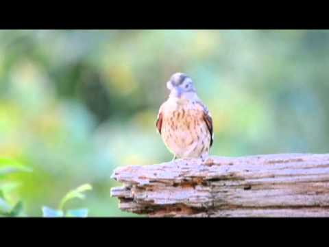 Juvenile Rose-breasted Grosbeak - Jul 11 2010