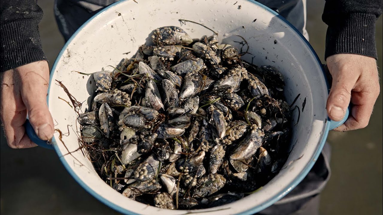 Saml dine egne blåmuslinger