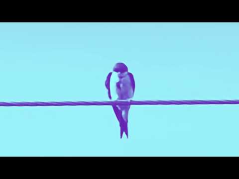 Muziek Verankerd/t - Symposium over muziekonderwijs en executieve functies