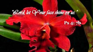 Psalm 4 Lord Let Your Face Shine On Us