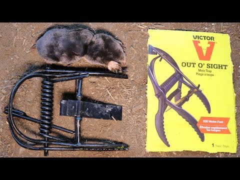 The Victor OUT O' SIGHT Mole Trap In Action.