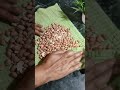 Make KAJU KATLI Without Kaju Shortsfeed Shorts Shortvideo Viral Trendingshorts
