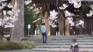 preview picture of video 'Japan Trip 2014 Tokyo Asagayashinmeigu shinto shrine of cherry blossoms in spring.'