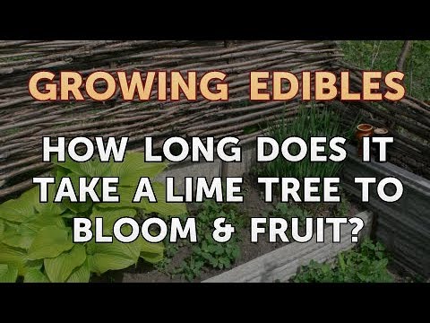 How to Grow Mangosteen From Seed