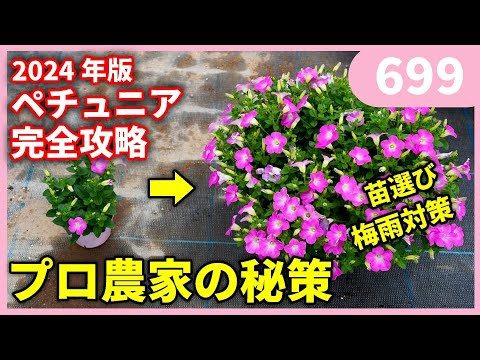 園芸 ペチュニア