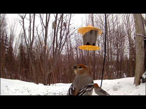 Pine Grosbeaks at the feeder
