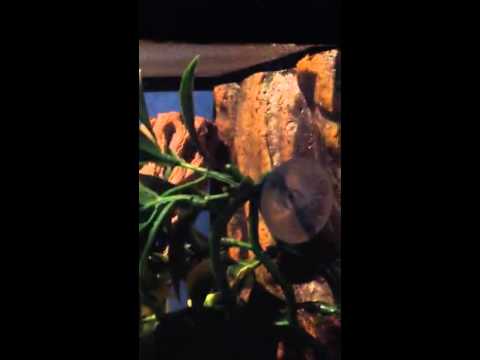 Kubánska rosnička (Osteopilus septentrionalis) — video o chove a starostlivosti
