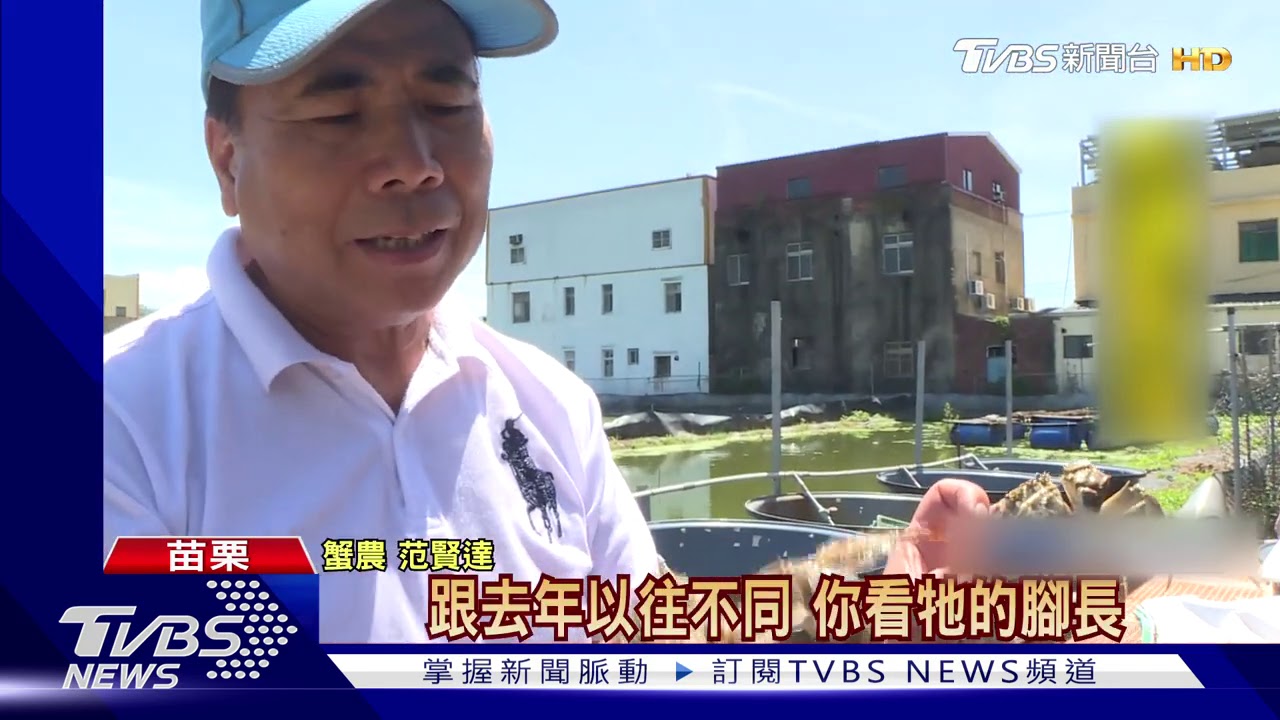 戴「戒指」認證 陽澄湖野生蟹苗養大閘蟹