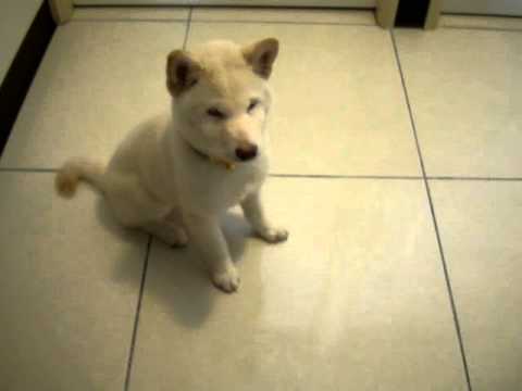 饅頭等我下指令吃早餐(原發表者:JeffreyTsai)(影片)