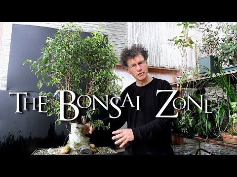 , title : 'Ficus benjamina Fusion project Update, The Bonsai Zone, April 2018'