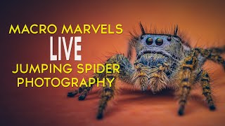 Jumping Spider Live talk at the Walsall Wood & Brownhills Camera Club Highlights