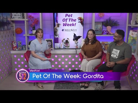 MedVet Pet Of The Week: “Gordita”, From Austin Pets Alive! - YouTube