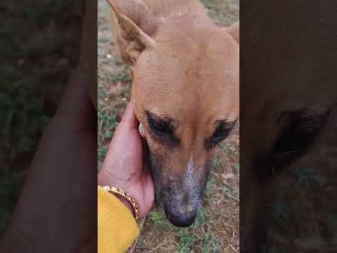 #sayana #cat #funny #talkingtom #cartoon #cute