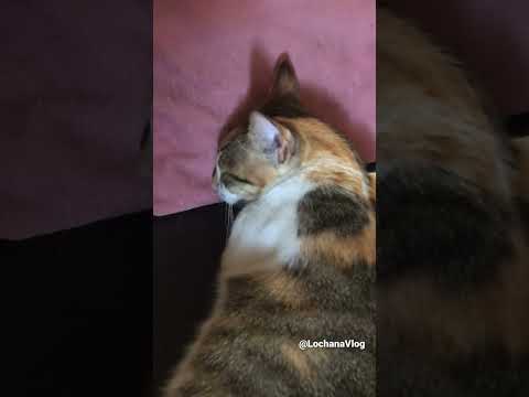 #Funny Cats Sleeping Movements 🐈#Shorts